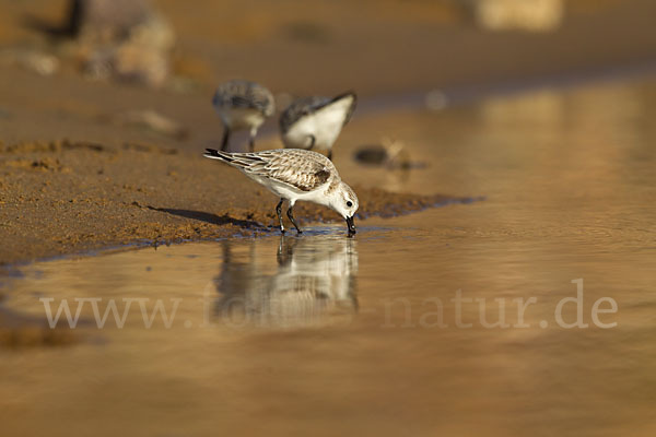 Sanderling (Calidris alba)