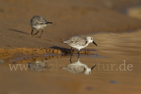 Sanderling (Calidris alba)