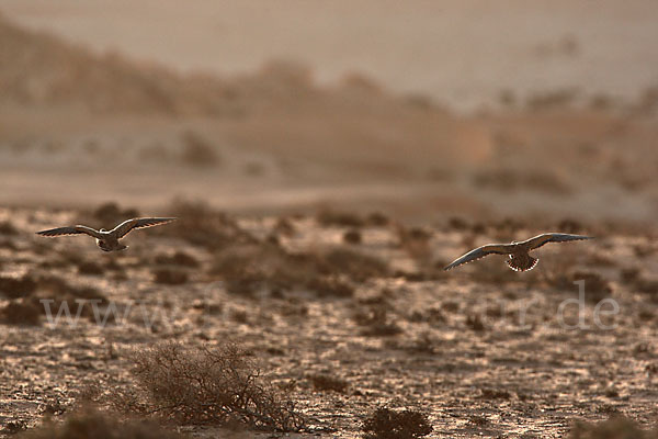 Sandflughuhn sspec. (Pterocles orientalis aragonica)