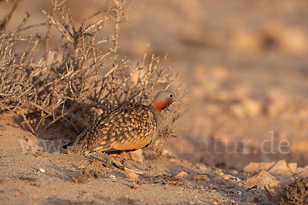 Sandflughuhn sspec. (Pterocles orientalis aragonica)