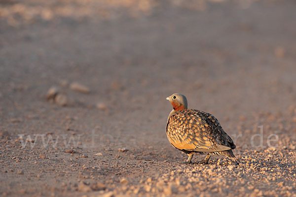 Sandflughuhn sspec. (Pterocles orientalis aragonica)