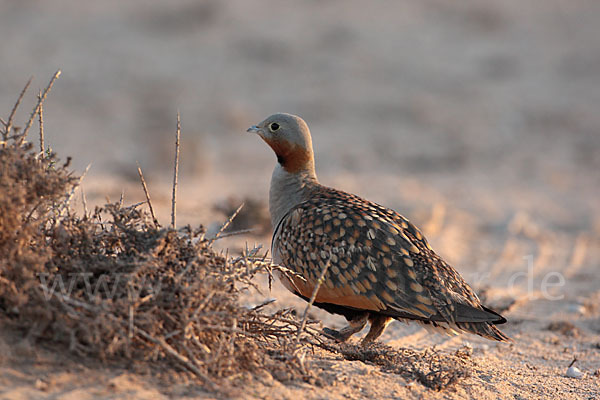 Sandflughuhn sspec. (Pterocles orientalis aragonica)