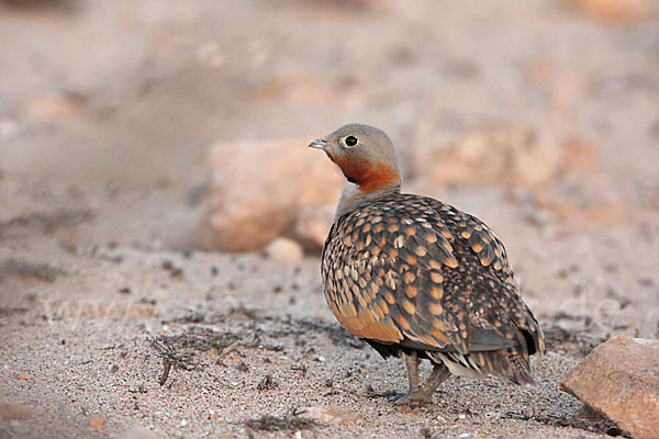 Sandflughuhn sspec. (Pterocles orientalis aragonica)