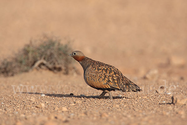 Sandflughuhn sspec. (Pterocles orientalis aragonica)