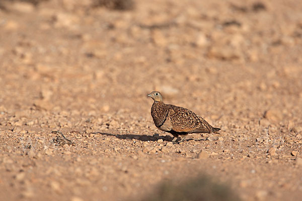 Sandflughuhn sspec. (Pterocles orientalis aragonica)