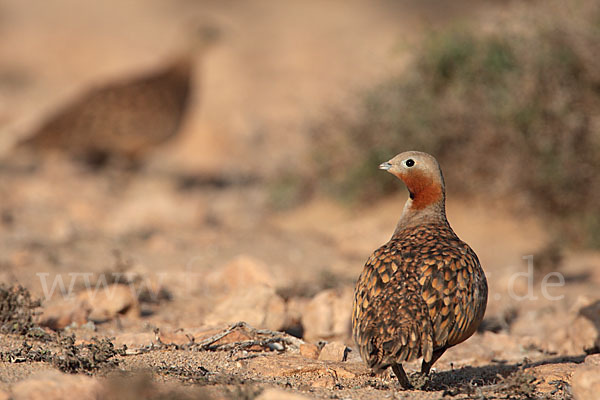 Sandflughuhn sspec. (Pterocles orientalis aragonica)