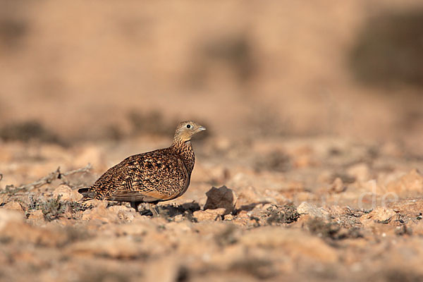 Sandflughuhn sspec. (Pterocles orientalis aragonica)