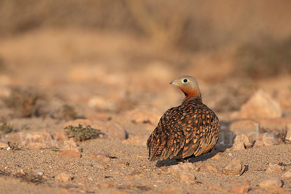 Sandflughuhn sspec. (Pterocles orientalis aragonica)