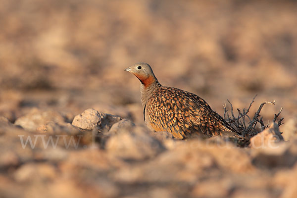 Sandflughuhn sspec. (Pterocles orientalis aragonica)