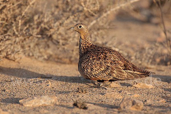 Sandflughuhn sspec. (Pterocles orientalis aragonica)