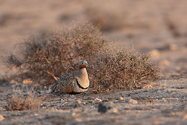 Sandflughuhn sspec. (Pterocles orientalis aragonica)