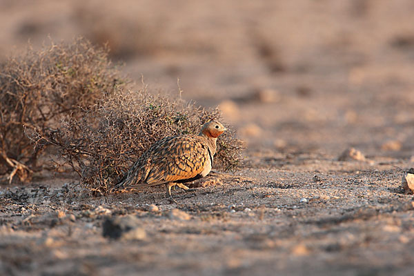 Sandflughuhn sspec. (Pterocles orientalis aragonica)