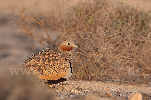 Sandflughuhn sspec. (Pterocles orientalis aragonica)