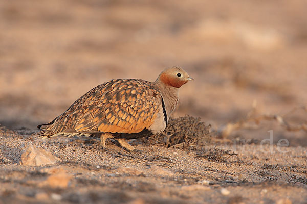 Sandflughuhn sspec. (Pterocles orientalis aragonica)