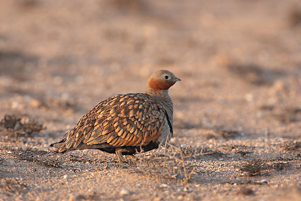 Sandflughuhn sspec. (Pterocles orientalis aragonica)