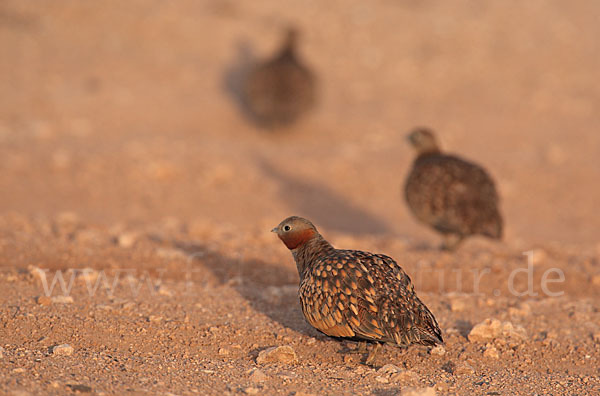 Sandflughuhn sspec. (Pterocles orientalis aragonica)