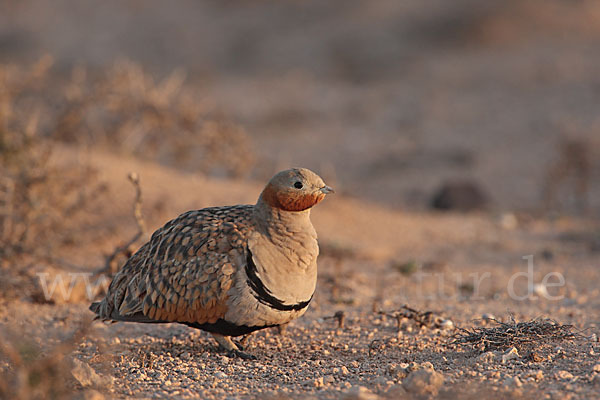 Sandflughuhn sspec. (Pterocles orientalis aragonica)