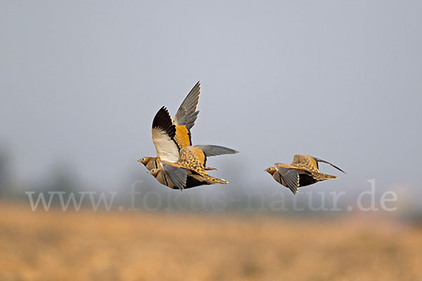 Sandflughuhn sspec. (Pterocles orientalis aragonica)