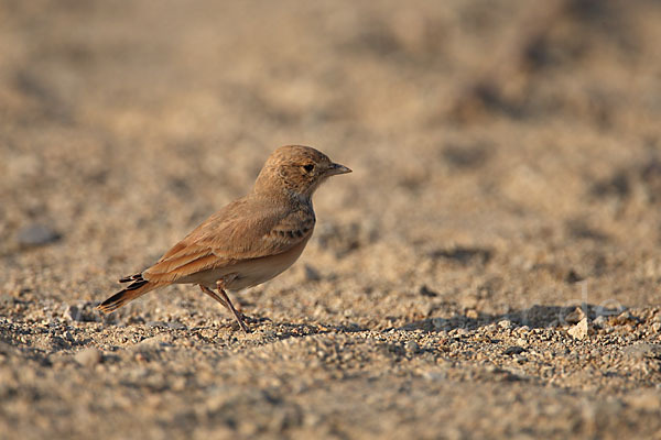 Sandlerche (Ammomanes cincturus)