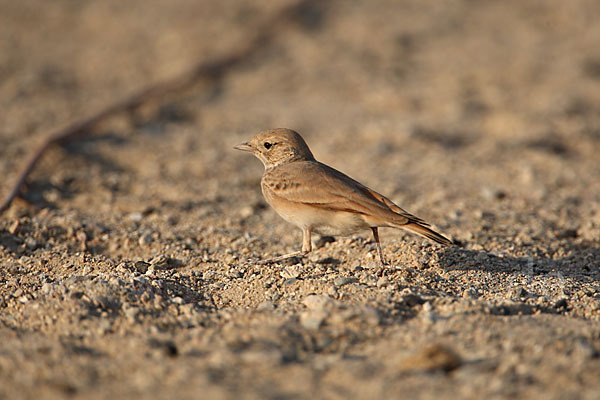 Sandlerche (Ammomanes cincturus)