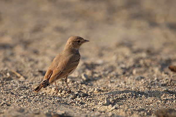 Sandlerche (Ammomanes cincturus)