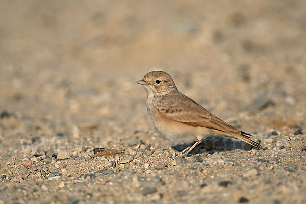 Sandlerche (Ammomanes cincturus)