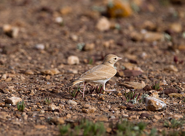 Sandlerche (Ammomanes cincturus)