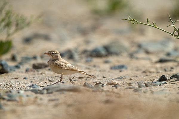 Sandlerche (Ammomanes cincturus)