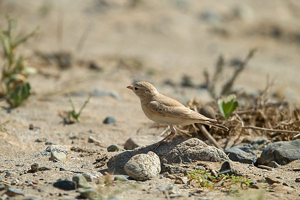 Sandlerche (Ammomanes cincturus)