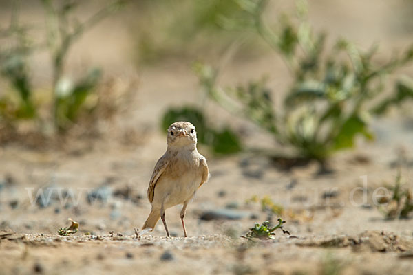 Sandlerche (Ammomanes cincturus)