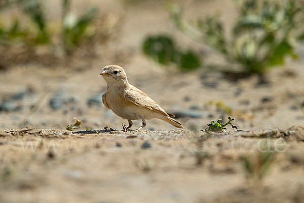 Sandlerche (Ammomanes cincturus)