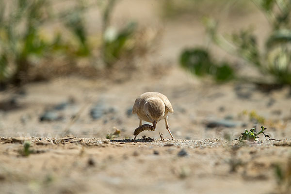 Sandlerche (Ammomanes cincturus)