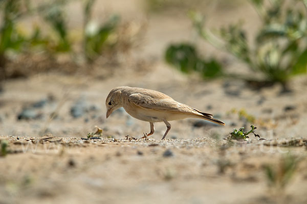 Sandlerche (Ammomanes cincturus)