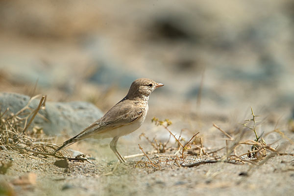 Sandlerche (Ammomanes cincturus)