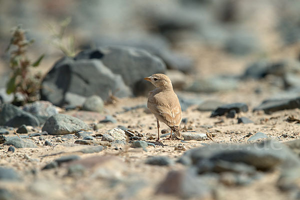 Sandlerche (Ammomanes cincturus)