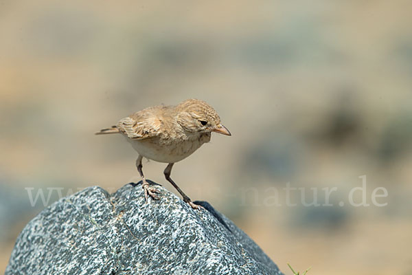 Sandlerche (Ammomanes cincturus)