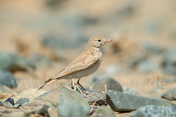 Sandlerche (Ammomanes cincturus)