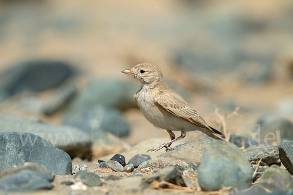 Sandlerche (Ammomanes cincturus)