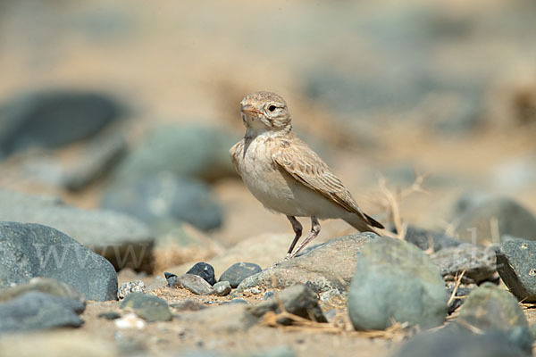 Sandlerche (Ammomanes cincturus)