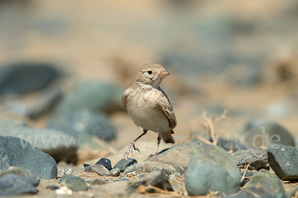 Sandlerche (Ammomanes cincturus)