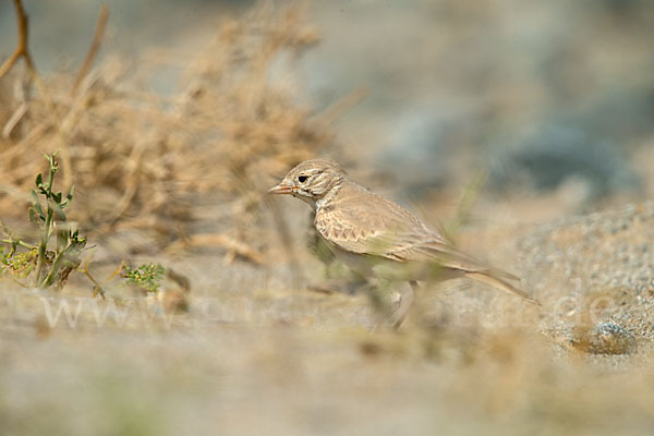 Sandlerche (Ammomanes cincturus)