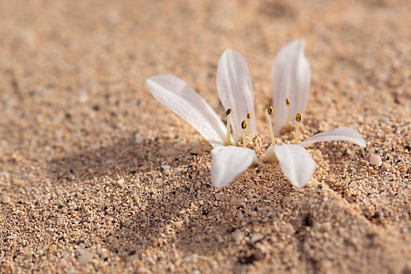 Sandlilie (Androcymbium psammophilum)