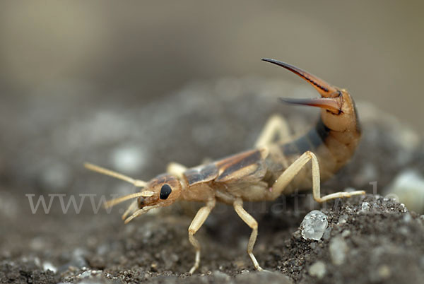 Sandohrwurm (Labidura riparia)