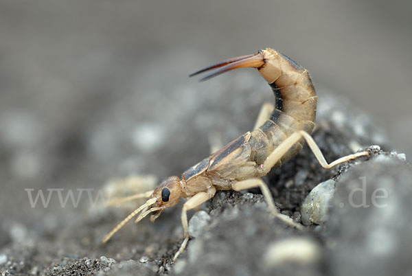 Sandohrwurm (Labidura riparia)