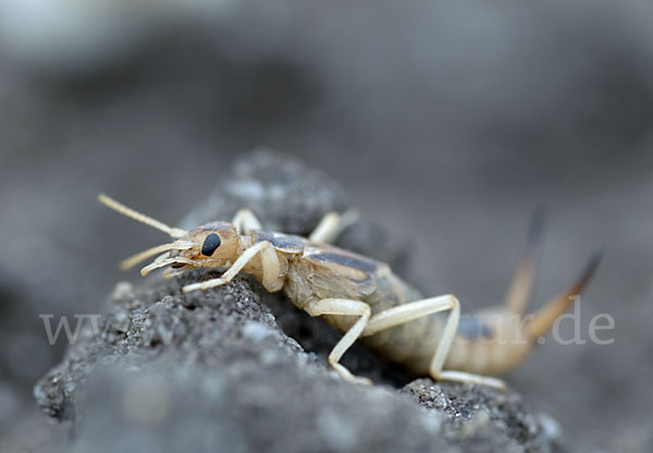 Sandohrwurm (Labidura riparia)