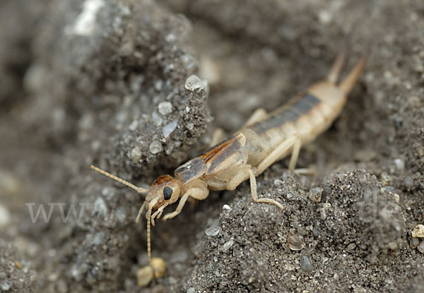 Sandohrwurm (Labidura riparia)