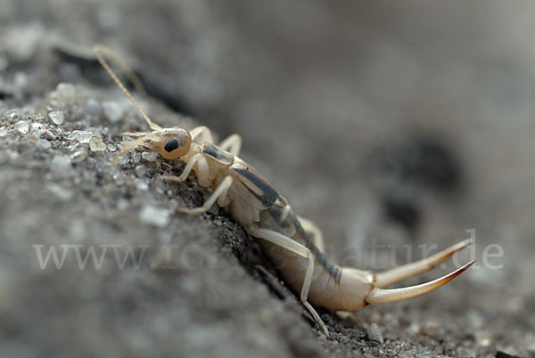 Sandohrwurm (Labidura riparia)