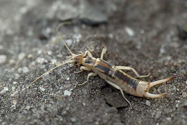 Sandohrwurm (Labidura riparia)