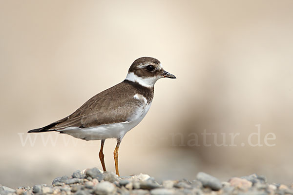 Sandregenpfeifer (Charadrius hiaticula)