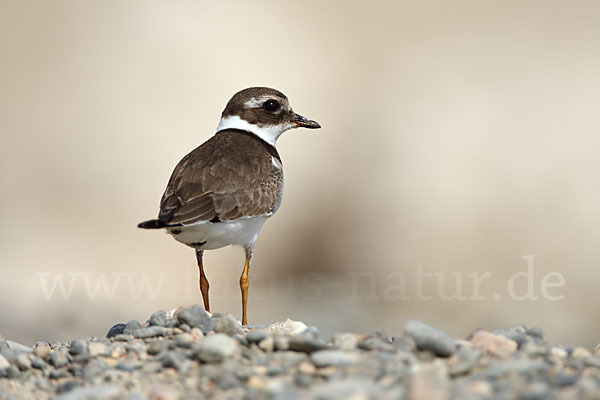 Sandregenpfeifer (Charadrius hiaticula)